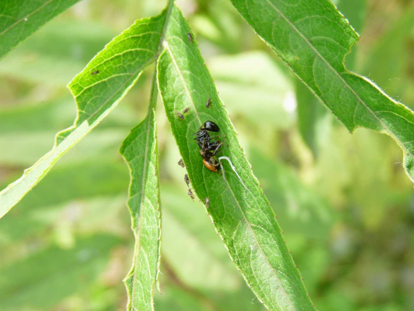 Moschine opportuniste - Milichiidae, Desmometopa sp.